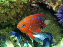 Juvenile Orange Garibaldi - the California state fish. by Dallas Poore 